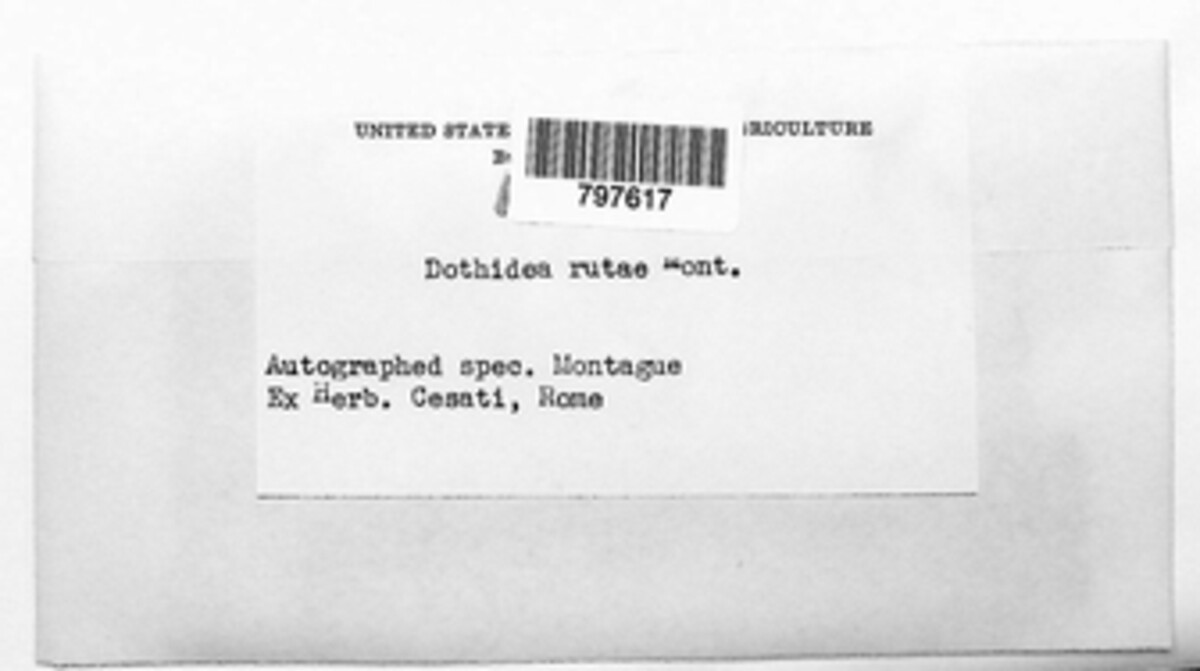Dothidea rutae image